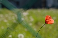 赤い花
