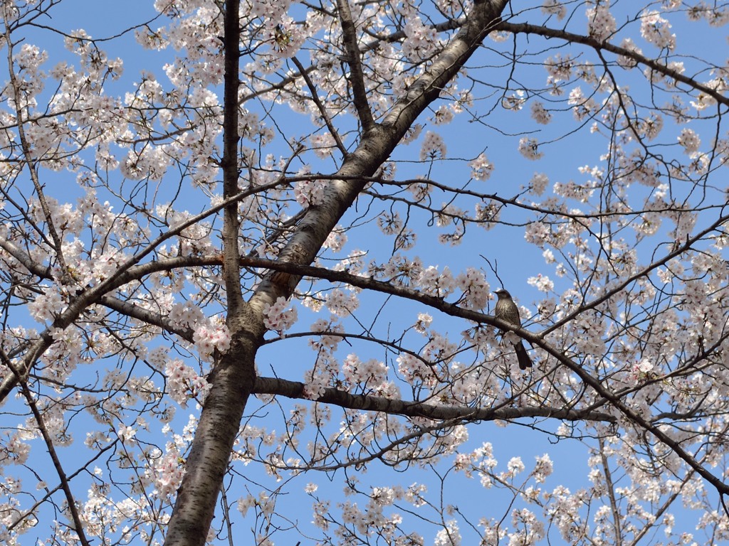 桜と鳥