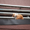 ねこ