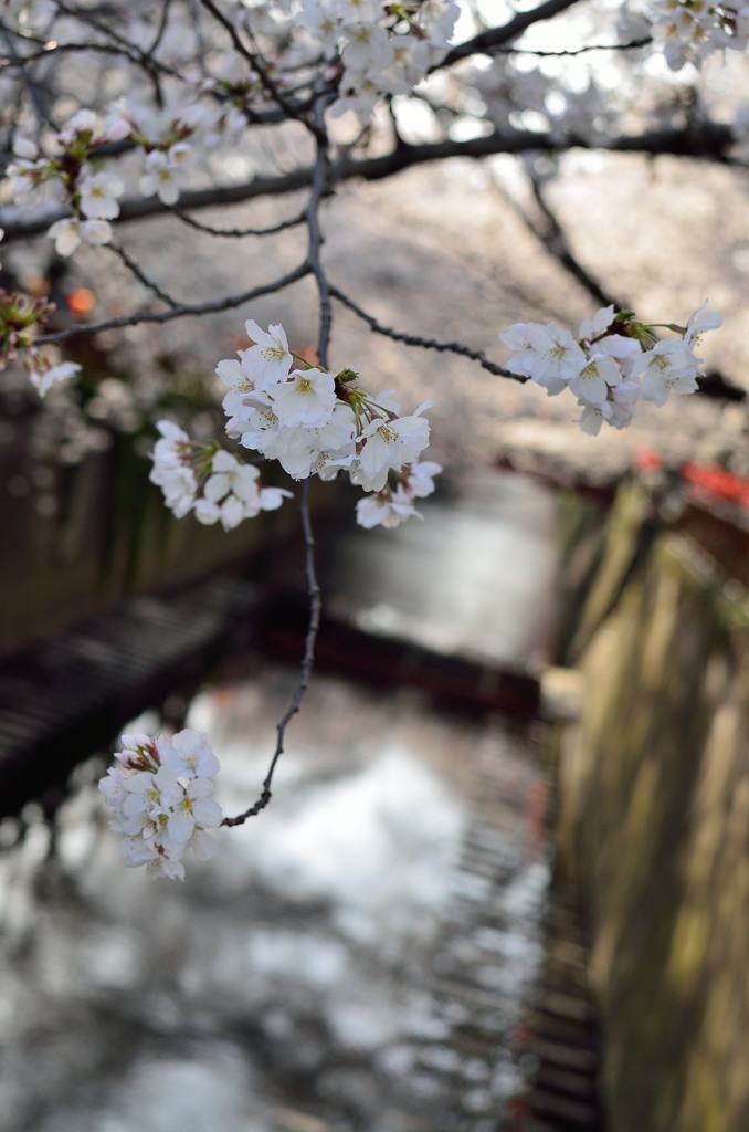 目黒川・朝
