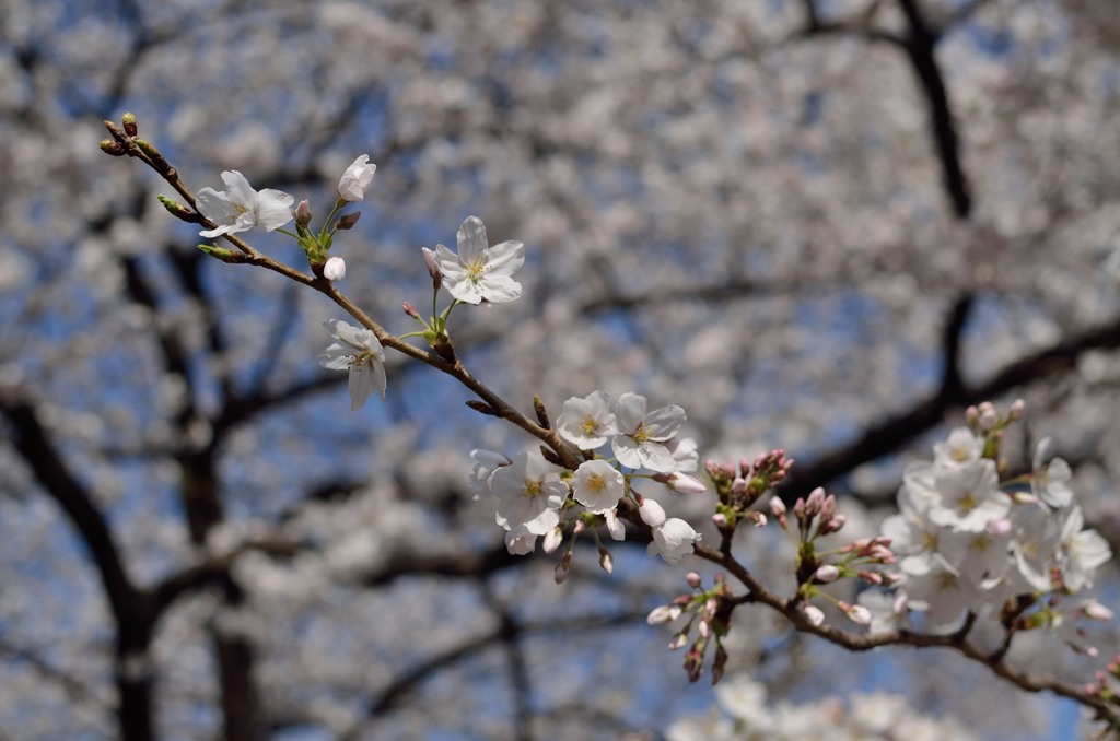 桜