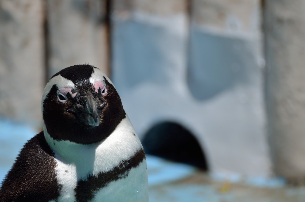 ペンギン