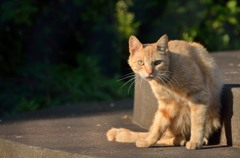 野良猫