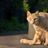 野良猫