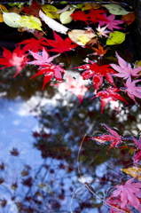 紅葉