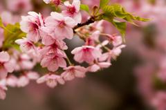 河津桜