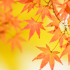 軽井沢　秋　#1