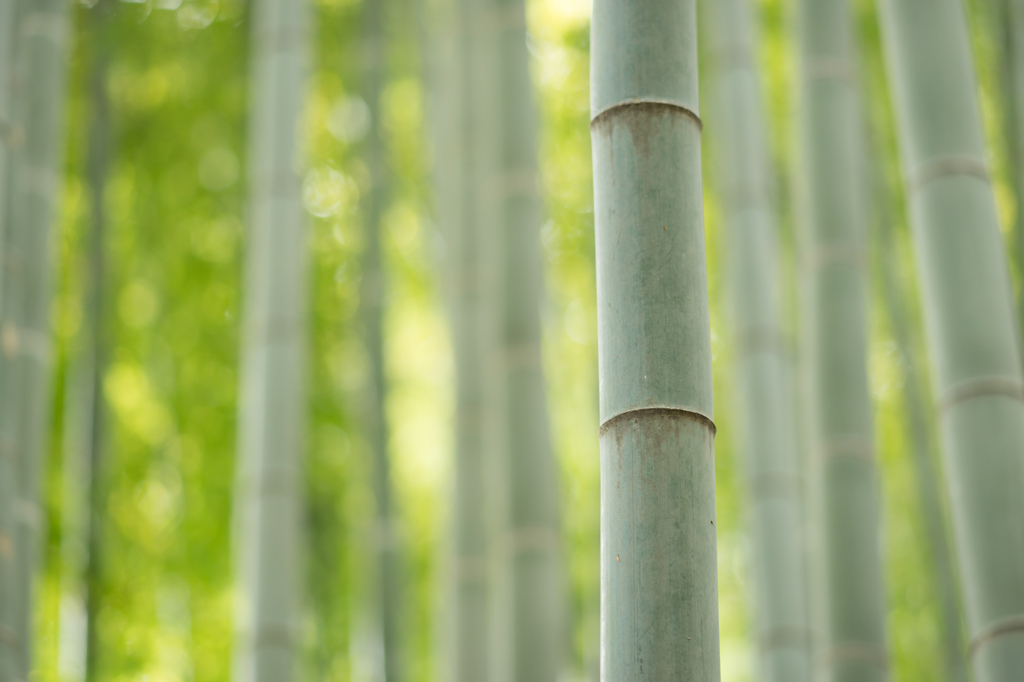 報国寺の竹林