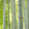 報国寺の竹林