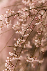 枝垂れ桜