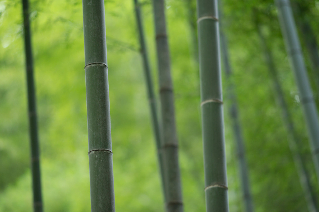 竹林