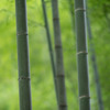 竹林