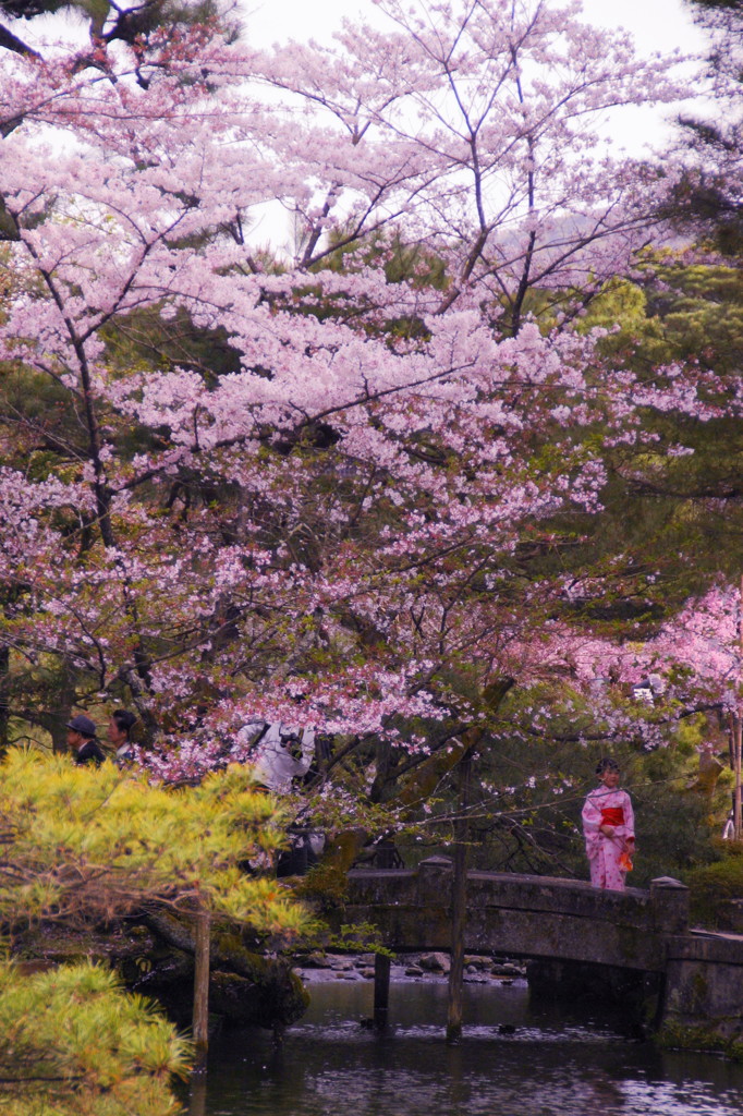 平安神宮神苑の桜(5)