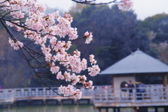 長岡天満宮の桜(3)