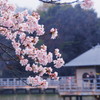 長岡天満宮の桜(3)