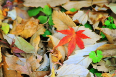 紅葉3