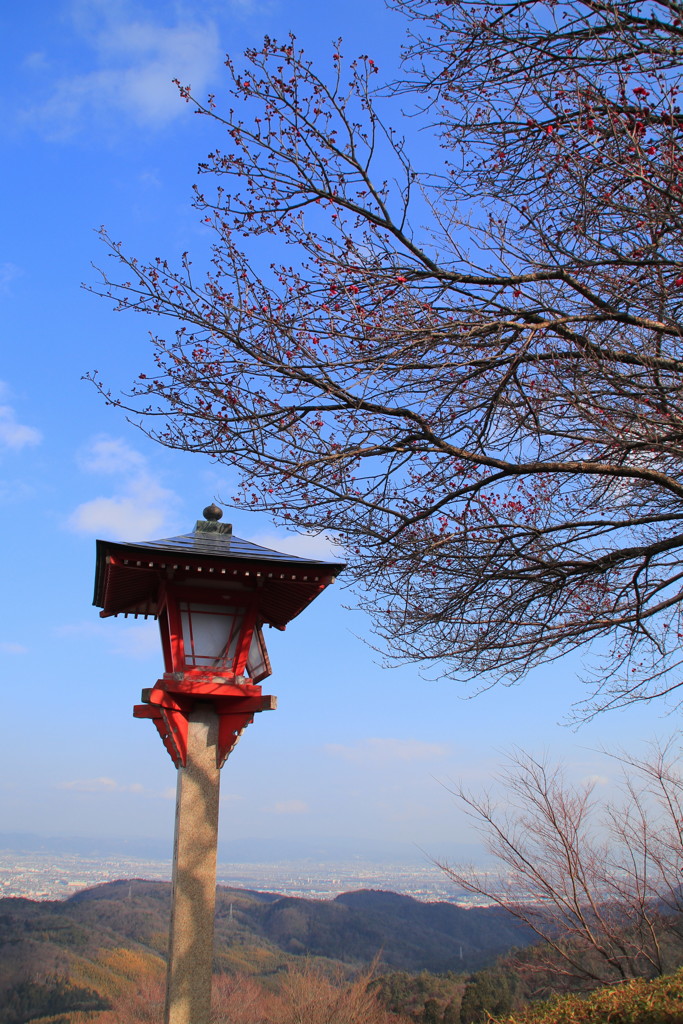 善峯寺の梅