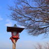 善峯寺の梅