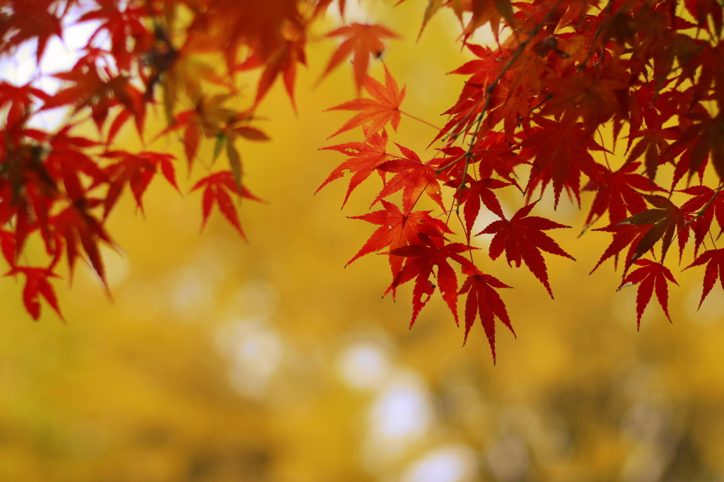 紅葉26