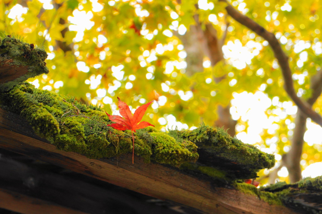 談山神社の紅葉(7)