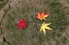 紅葉2