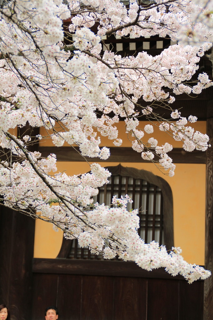 京都の桜2015(6)