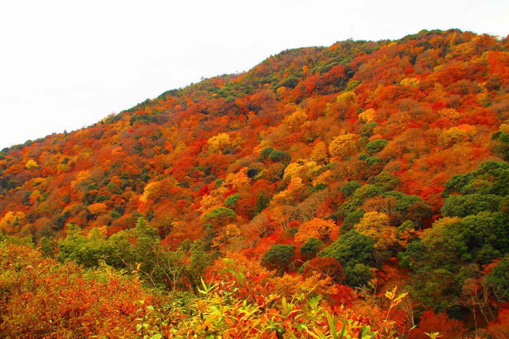 嵐山の紅葉④