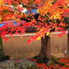 高台寺の紅葉①