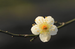 2014梅(7)
