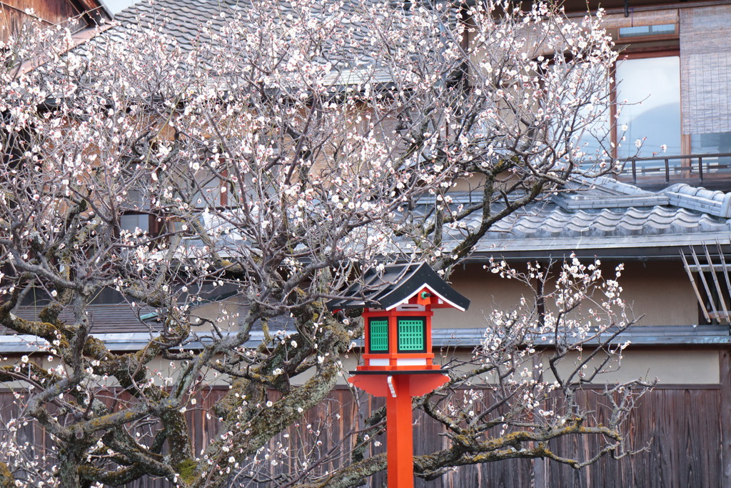 祇園白川の梅