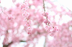 京都の桜2015(3)