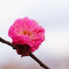 2016梅(7)