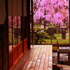 京都の桜2015(26)