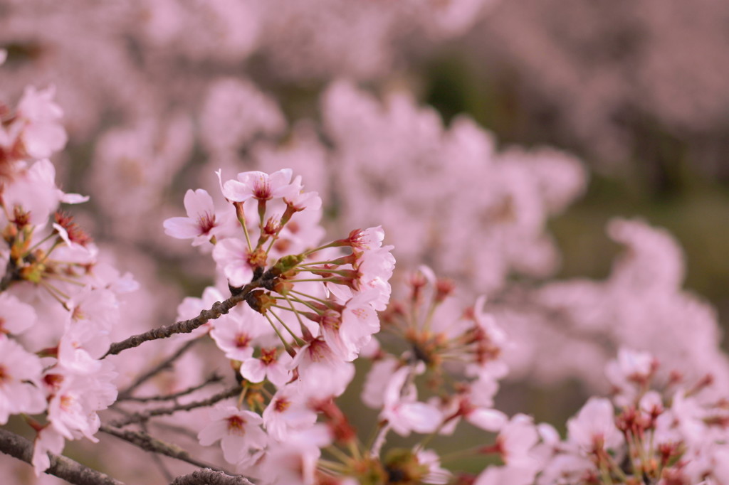 桜の思い出(4)