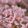 桜の思い出(4)