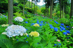 三室戸寺の紫陽花(5)
