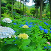 三室戸寺の紫陽花(5)