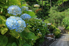 善峯寺の紫陽花(2)