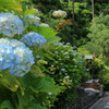 善峯寺の紫陽花(2)