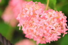 三室戸寺の紫陽花(1)