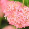 三室戸寺の紫陽花(1)