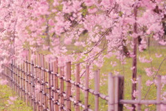 京都御苑の桜(2)