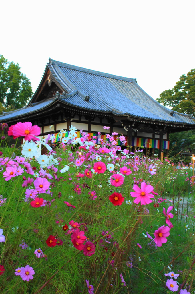 般若寺のコスモス(1)