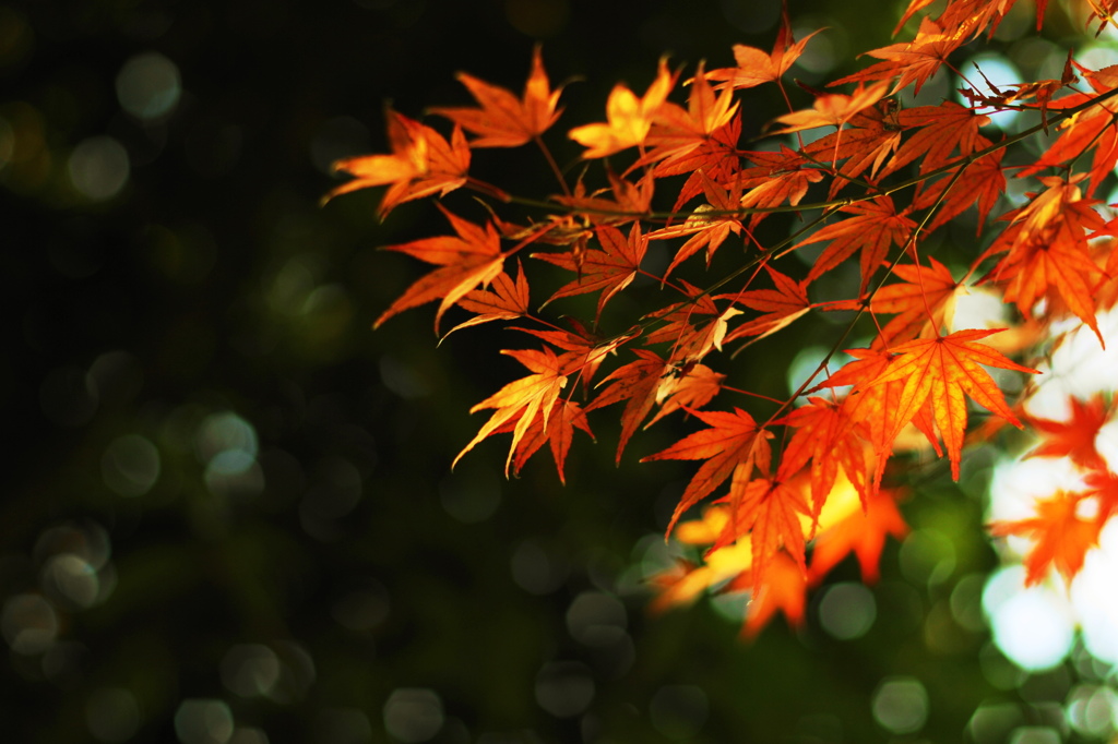 紅葉7