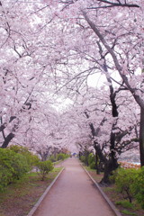 長岡天満宮の桜(5)
