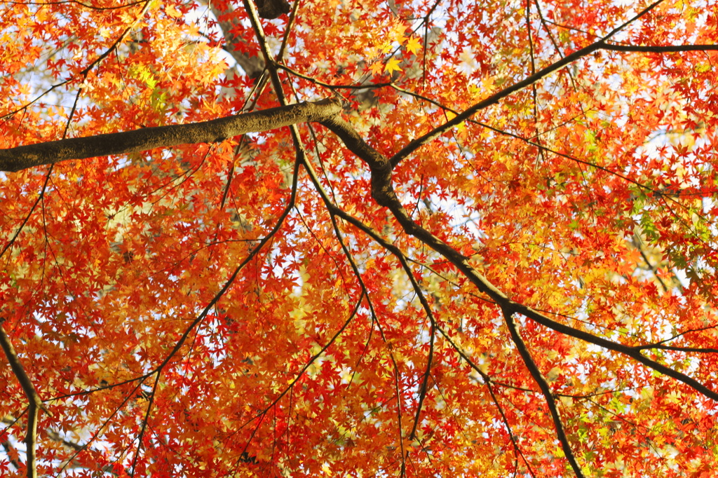 紅葉9