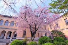 京都府庁の桜