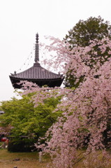 清涼寺の桜