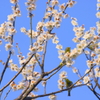 梅2