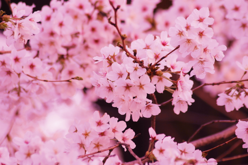 小金井の桜3